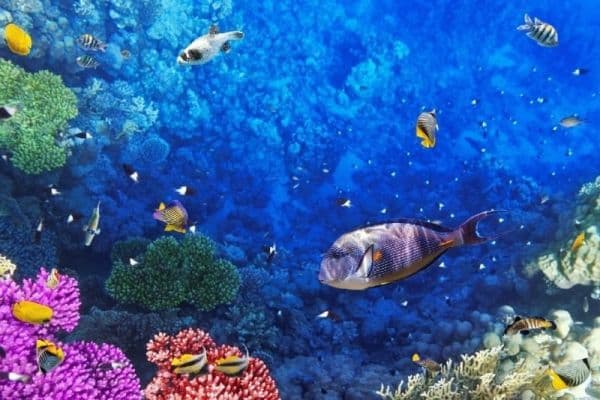 Пляж и Красное море в Египте